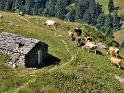 Bocchetta di Budria-Monte Azzaredo ad anello fiorito-10lu22 - FOTOGALLERY